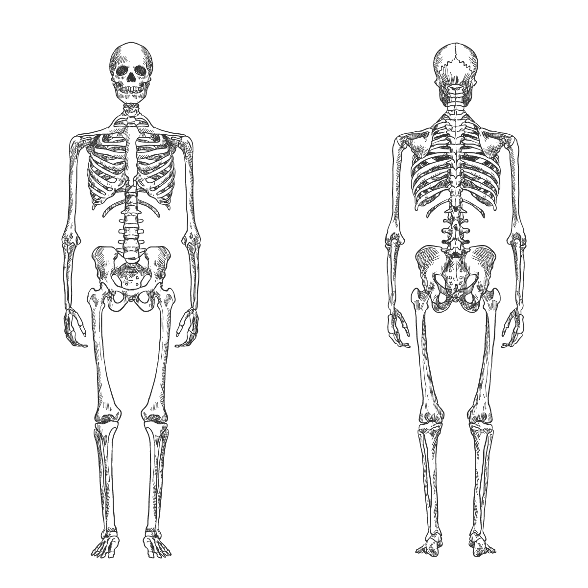 Skelettet med knogler delt op i forskellige knogletyper